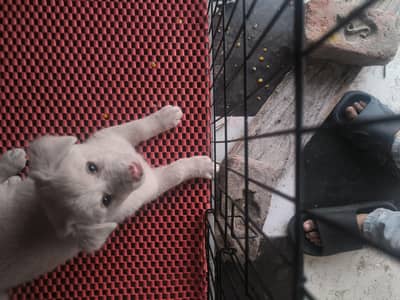 Beautiful Dog with Cage and carpet 2, month