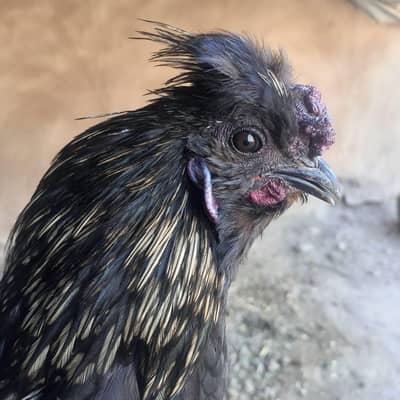 Black silki mix and Tajia aseel