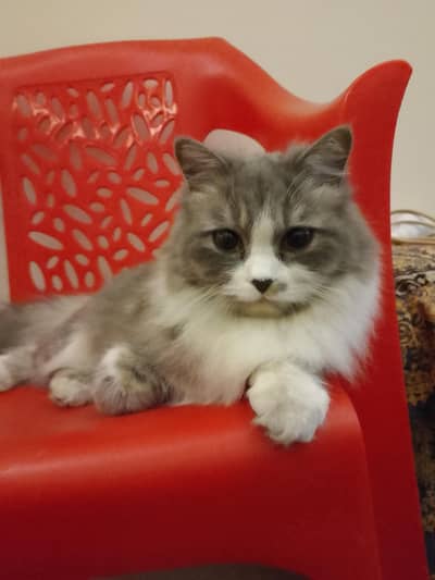 American parshwon cat female grey and white colour