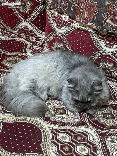 Persian male vaccination hoi hai