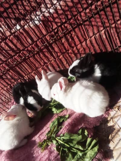 cute bunnies,breeder pair