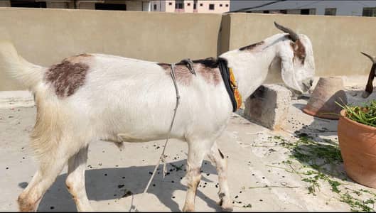 2 dant khassi bakra full active