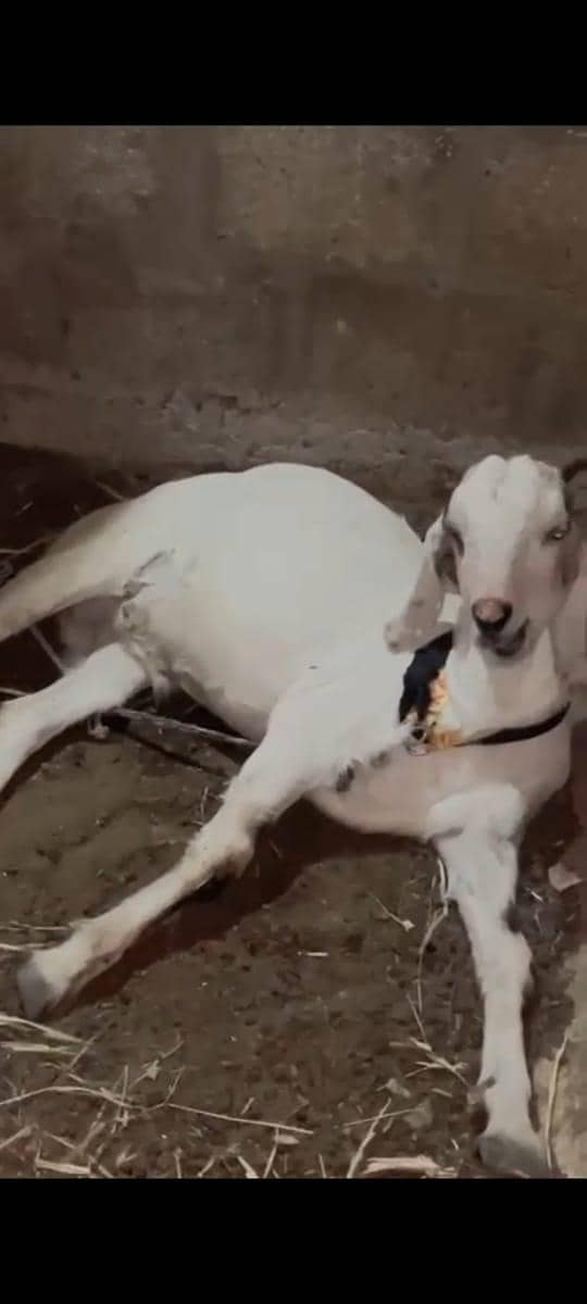 2 dant khassi bakra full active 1