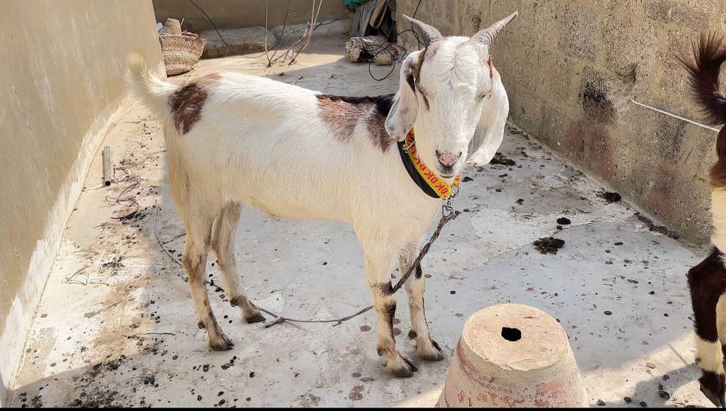 2 dant khassi bakra full active 2