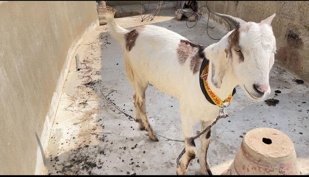 2 dant khassi bakra full active 3