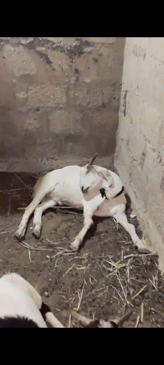 2 dant khassi bakra full active 4