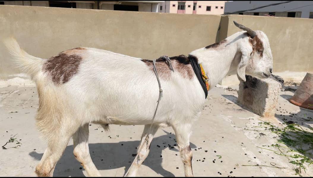 2 dant khassi bakra full active 5