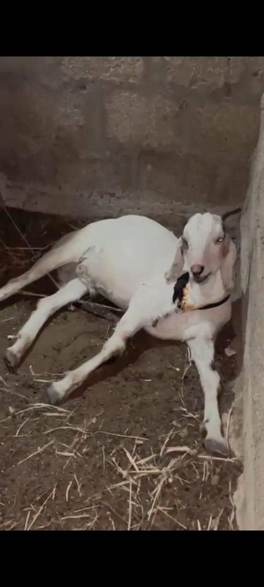 2 dant khassi bakra full active 6