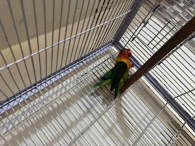 steel cage with 2 pairs