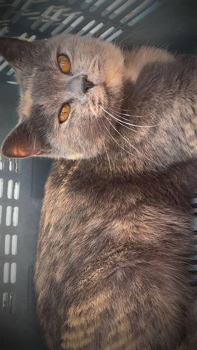 RAREST BREED IN PAK. . .