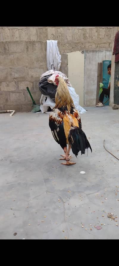 mashallah high quality Mianwali Male Ramadan Offer 