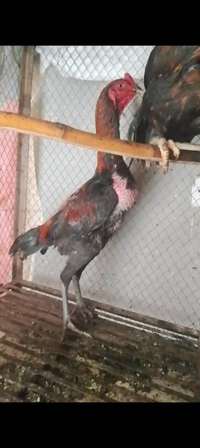 pure thai pakoy aseel patthy and patthi