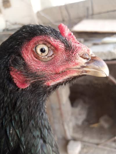 black lasani madi or pathe