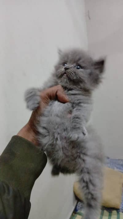 Persian kitten for sale 03014855266