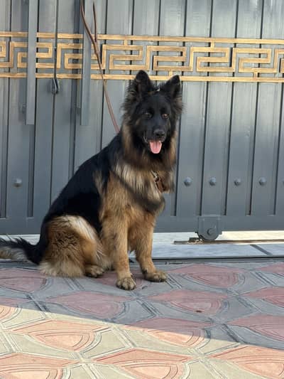German Shepherd