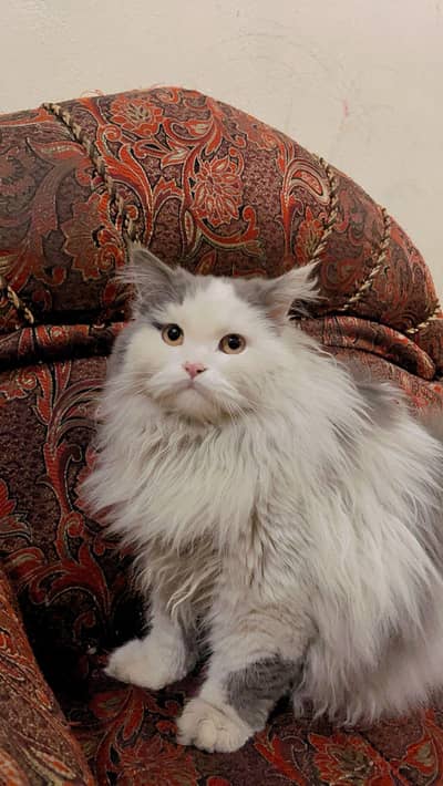 Beautiful Fluffy Persian Cat