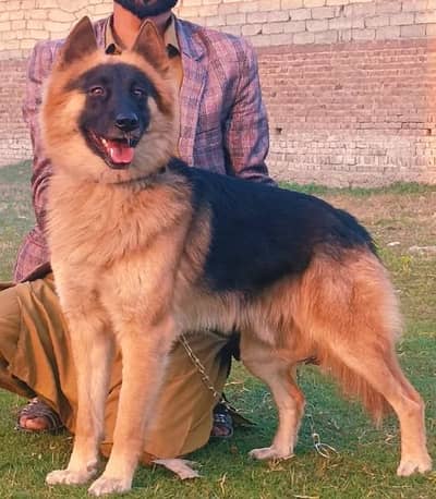 Belgium Shepherd Mail full security dog available for sale 7 mahnt
