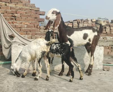 Konni bakri with 2 kids