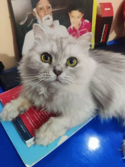 cute cat for sale white and black colour  female kitten