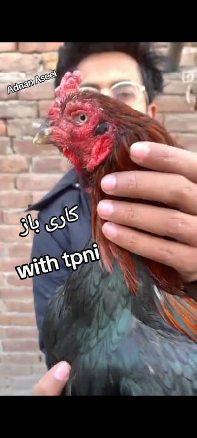 Adnan Aseel  03076748257