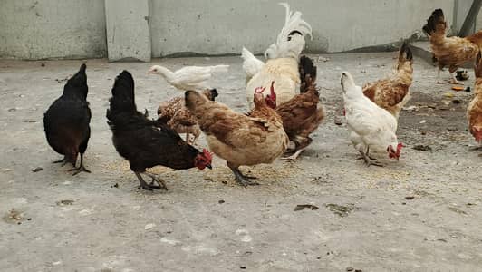10 hen 1 cock for sale