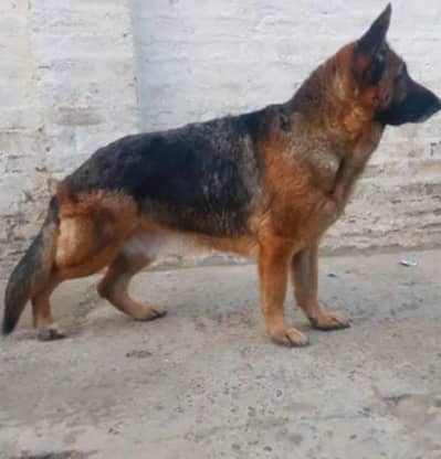 German Shepherd for sale
