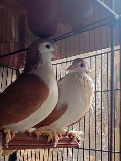 original multani brown sherazi for sale