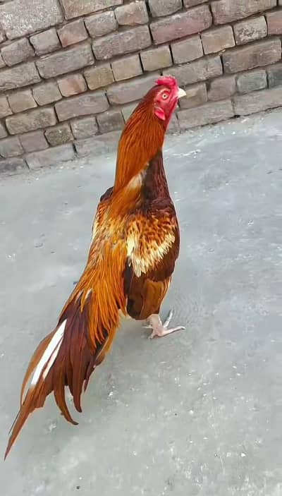 Aseel Mianwali / Mushka Lasai / Aseel /  Eggs lying hens for sale