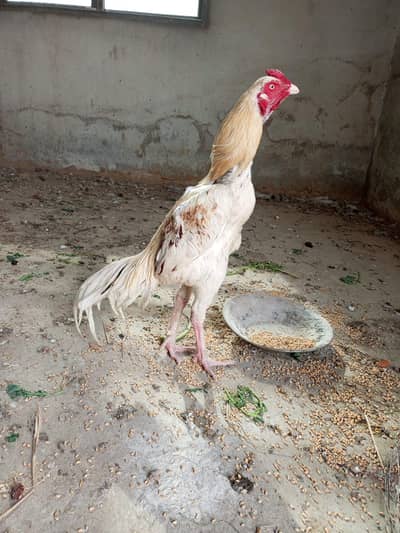 urgent aseel lakha patha or aseel pila Patha for sale 03125641760