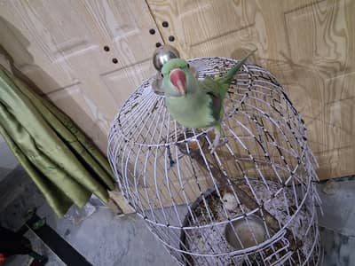 Registered and tamed  Raw parrot with cage