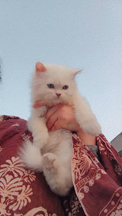 Persian kitten