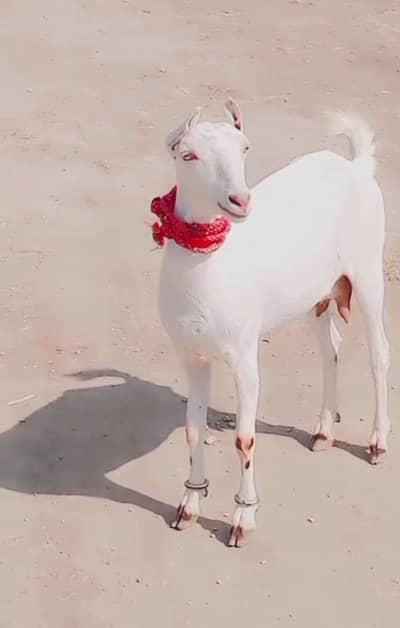 Pure Barbari rusian white bakri pregnant