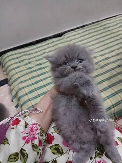 Persian kitten for sale 03290800679