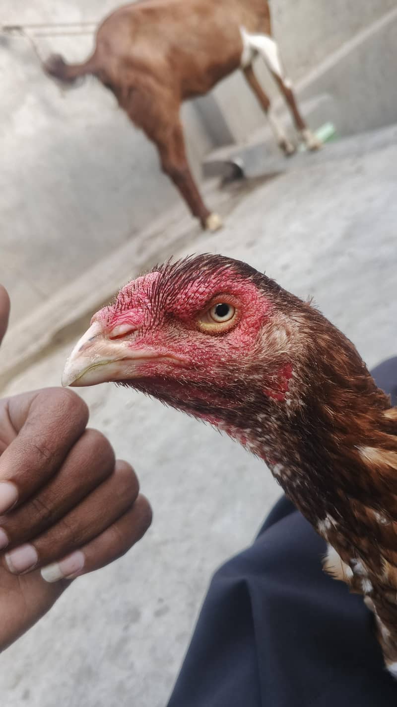 خالی دار لاتوں والی اسیل مرغی 1