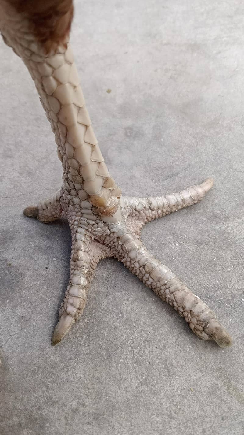 خالی دار لاتوں والی اسیل مرغی 2