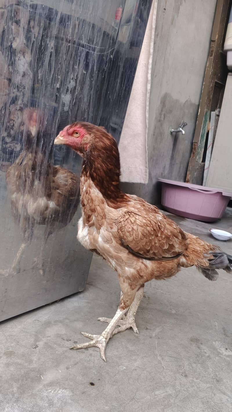 خالی دار لاتوں والی اسیل مرغی 4