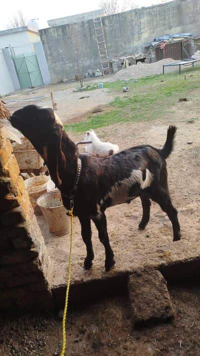 high quality bakra for sale