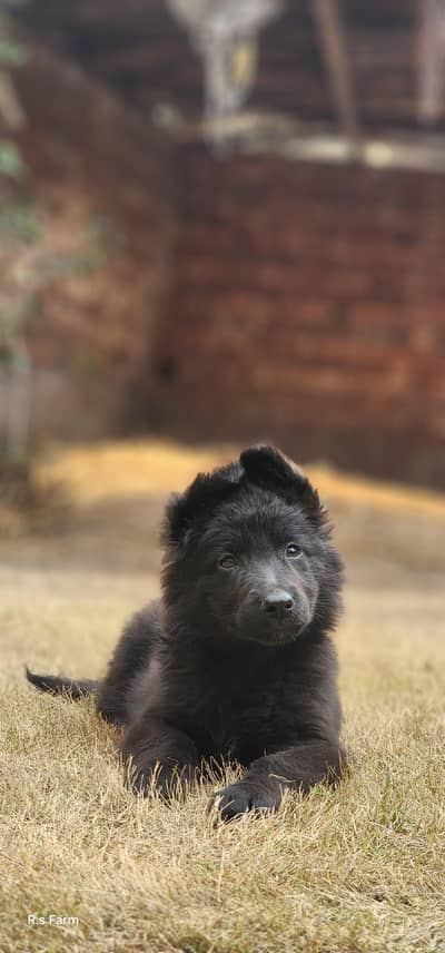 Black Shepherd Long coat Female puppy
