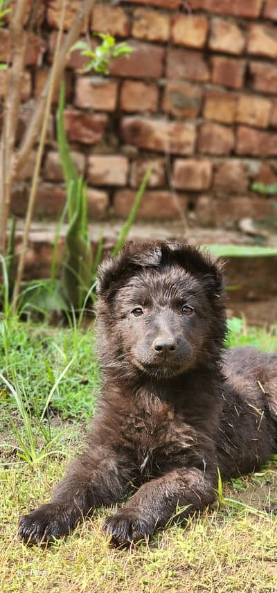 Black Shepherd Long coat Female puppy