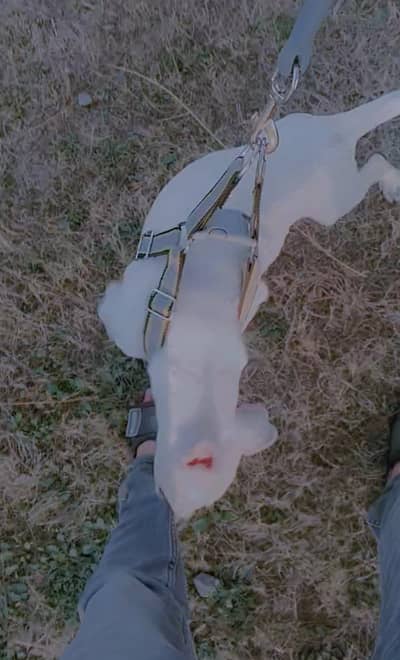 kohati Gultair puppy for sale