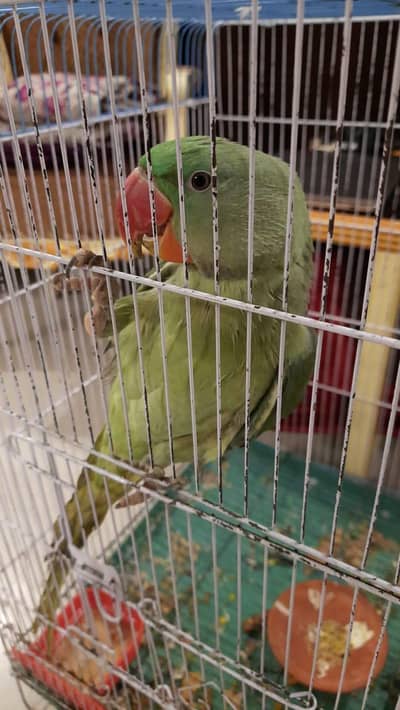 Raw Parrot Semi Tamed