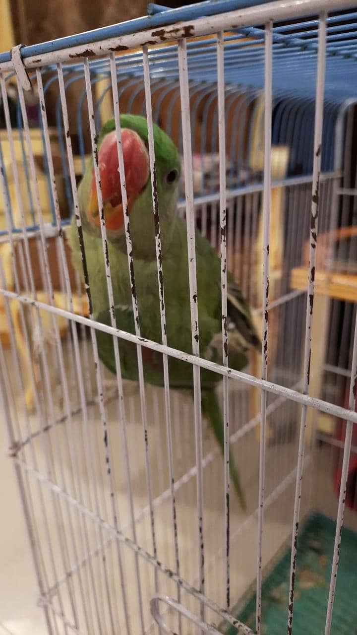 Raw Parrot 1