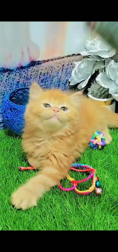 Quality Persian Punch face cat & kitten is 03477878702 WhatsApp