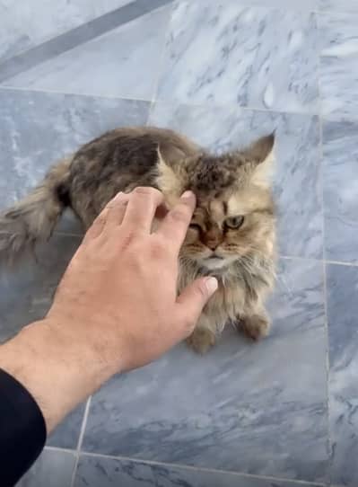 Dark brown Persian cat