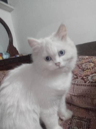 caring people just and lovers