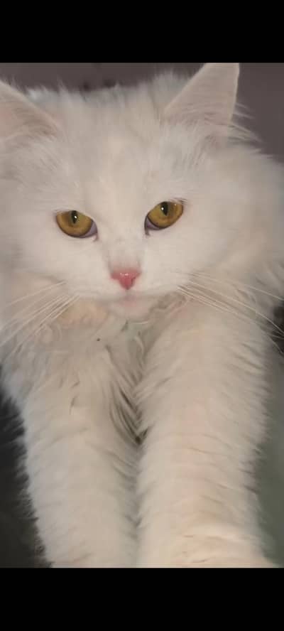 russian cats pair for sale