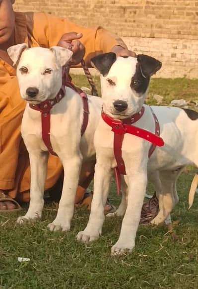 lappa goltair pair 3month  for sale