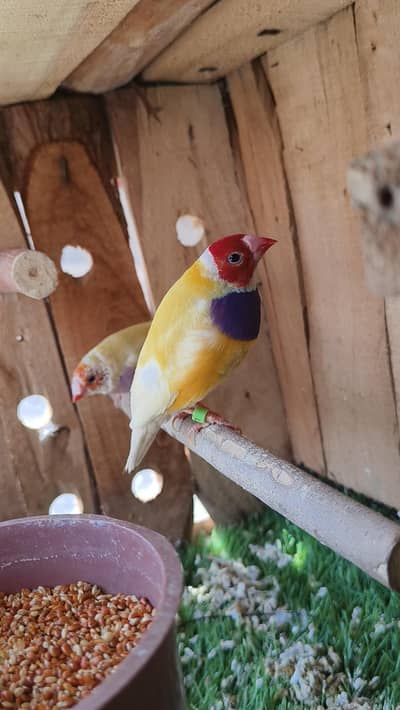 lutino gouldin pair available for sale