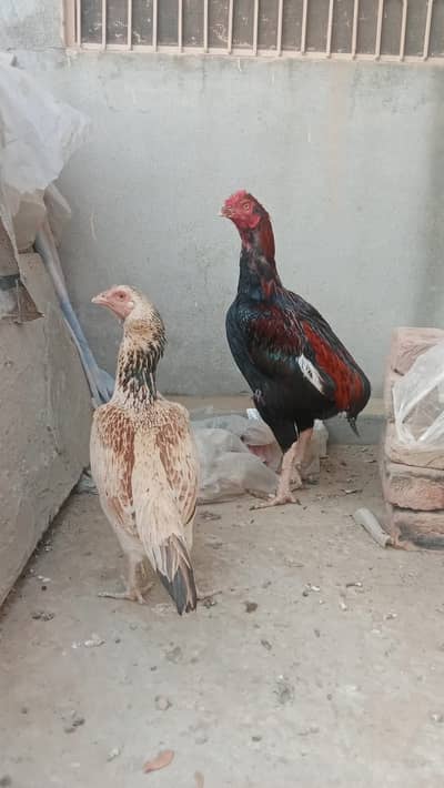 Aseel Pure Pakistani Breed , with chicks , and one male 4months male
