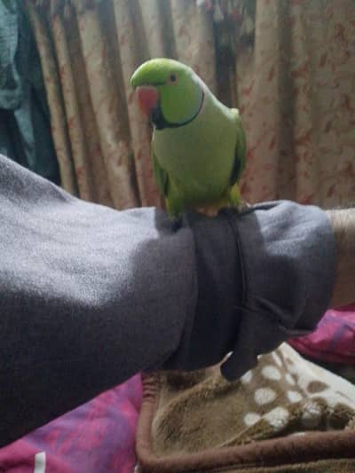 perrot